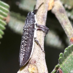 Rhinotia sparsa at Ainslie, ACT - 27 Jan 2019