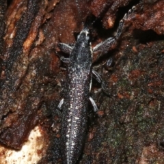 Rhinotia sparsa (A belid weevil) at Majura, ACT - 8 Feb 2019 by jbromilow50