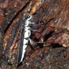 Rhinotia sparsa at Majura, ACT - 8 Feb 2019