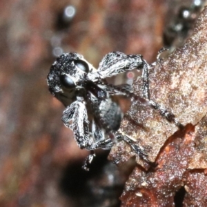 Rhinotia sparsa at Majura, ACT - 8 Feb 2019