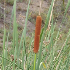 Typha orientalis at Banks, ACT - 16 Feb 2019