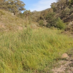 Typha orientalis at Banks, ACT - 16 Feb 2019