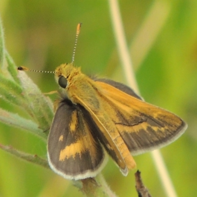 Taractrocera papyria (White-banded Grass-dart) at Rob Roy Range - 16 Feb 2019 by MichaelBedingfield