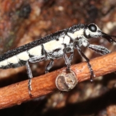 Rhinotia sparsa at Majura, ACT - 8 Feb 2019