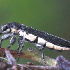 Rhinotia sparsa at Majura, ACT - 1 Feb 2019 02:56 PM