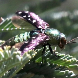 Diphucrania leucosticta at Paddys River, ACT - 21 Feb 2019