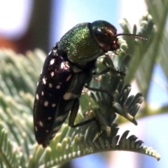 Diphucrania leucosticta at Paddys River, ACT - 21 Feb 2019 01:39 PM