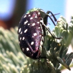 Diphucrania leucosticta at Paddys River, ACT - 21 Feb 2019 01:39 PM