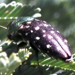 Diphucrania leucosticta at Paddys River, ACT - 21 Feb 2019 01:39 PM