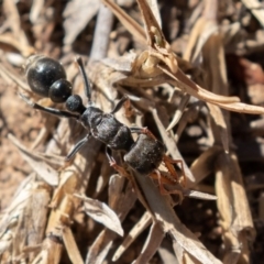 Myrmecia sp., pilosula-group (Jack jumper) at Coree, ACT - 11 Mar 2019 by rawshorty