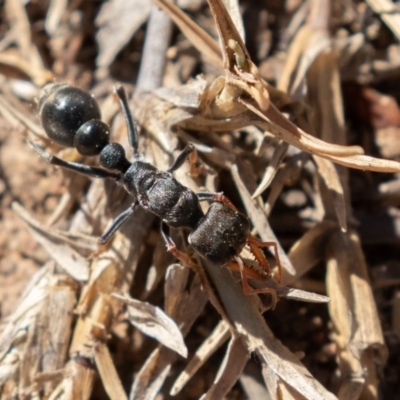 Myrmecia sp., pilosula-group (Jack jumper) at Coree, ACT - 11 Mar 2019 by rawshorty