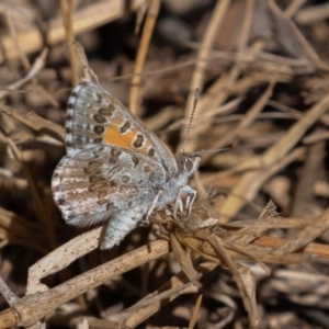 Lucia limbaria at Coree, ACT - 11 Mar 2019 10:39 AM