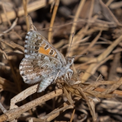 Lucia limbaria (Chequered Copper) at Coree, ACT - 10 Mar 2019 by rawshorty