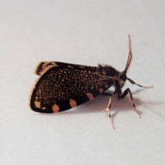 Cebysa leucotelus (Australian Bagmoth) at Cook, ACT - 12 Mar 2019 by CathB