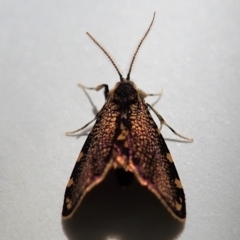 Cebysa leucotelus at Cook, ACT - 12 Mar 2019 11:07 AM