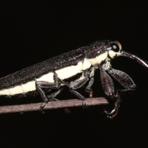 Rhinotia phoenicoptera at Majura, ACT - 28 Jan 2019