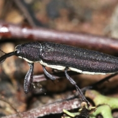 Rhinotia phoenicoptera at Majura, ACT - 28 Jan 2019