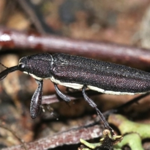 Rhinotia phoenicoptera at Majura, ACT - 28 Jan 2019