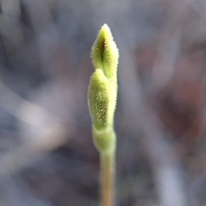 Eriochilus cucullatus at Cook, ACT - suppressed