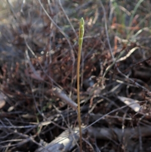 Eriochilus cucullatus at Cook, ACT - suppressed