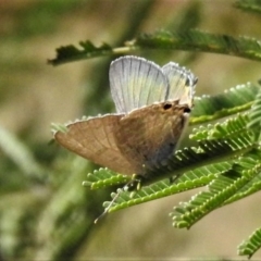 Jalmenus icilius (Amethyst Hairstreak) at Googong Foreshore - 11 Mar 2019 by JohnBundock