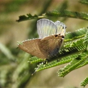 Jalmenus icilius at Googong Foreshore - 12 Mar 2019