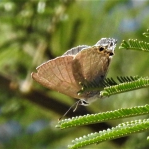 Jalmenus icilius at Googong Foreshore - 12 Mar 2019