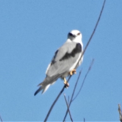 Elanus axillaris (Black-shouldered Kite) at Googong Foreshore - 11 Mar 2019 by JohnBundock