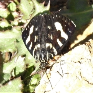 Phalaenoides tristifica at Googong, NSW - 12 Mar 2019 09:33 AM