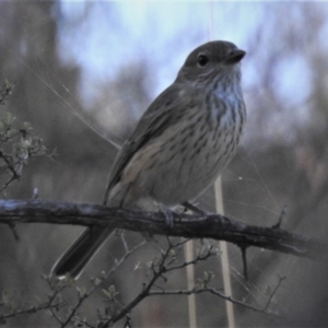 Pachycephala rufiventris at Googong Foreshore - 12 Mar 2019