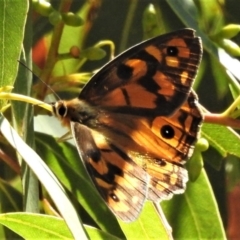 Heteronympha penelope (Shouldered Brown) at Tennent, ACT - 11 Mar 2019 by JohnBundock