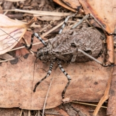 Acripeza reticulata (Mountain Katydid) at Cotter River, ACT - 9 Mar 2019 by SWishart