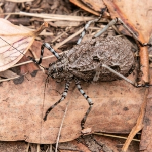 Acripeza reticulata at Cotter River, ACT - 9 Mar 2019 01:52 PM