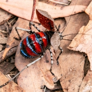 Acripeza reticulata at Cotter River, ACT - 9 Mar 2019 01:52 PM