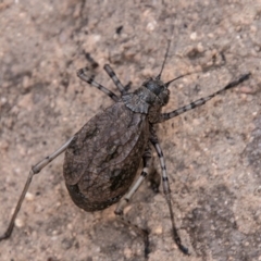 Acripeza reticulata (Mountain Katydid) at Cotter River, ACT - 20 Feb 2019 by SWishart