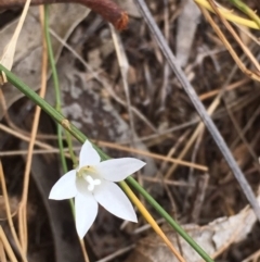 Wahlenbergia stricta subsp. stricta (Tall Bluebell) at Griffith, ACT - 8 Mar 2019 by AlexKirk