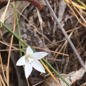 Wahlenbergia stricta subsp. stricta at Griffith, ACT - 8 Mar 2019