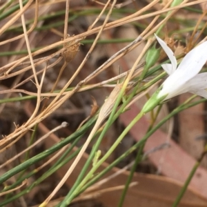 Wahlenbergia stricta subsp. stricta at Griffith, ACT - 8 Mar 2019