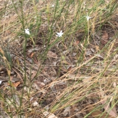 Wahlenbergia stricta subsp. stricta at Griffith, ACT - 8 Mar 2019 03:52 PM