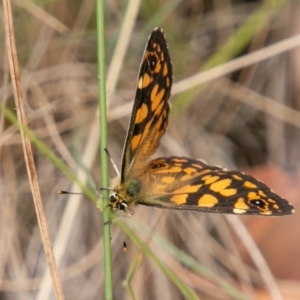 Oreixenica lathoniella at Cotter River, ACT - 9 Mar 2019