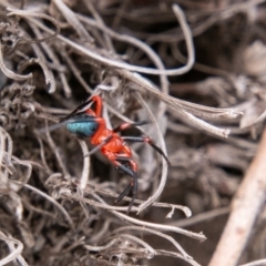 Nicodamidae (family) at Cotter River, ACT - 9 Mar 2019 02:03 PM