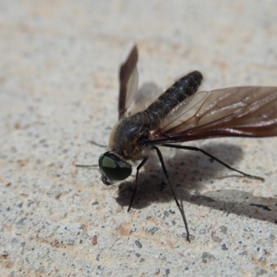Comptosia sp. (genus) (Unidentified Comptosia bee fly) at Bruce Ridge to Gossan Hill - 12 Mar 2019 by Laserchemisty