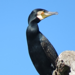 Phalacrocorax carbo at Tumut, NSW - 11 Mar 2019