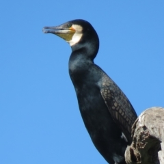 Phalacrocorax carbo at Tumut, NSW - 11 Mar 2019