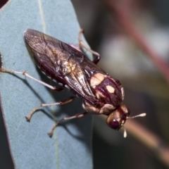 Pergagrapta polita (Sawfly) at Hawker, ACT - 10 Mar 2019 by Alison Milton