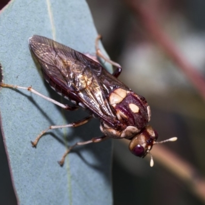 Pergagrapta polita (Sawfly) at Hawker, ACT - 10 Mar 2019 by AlisonMilton