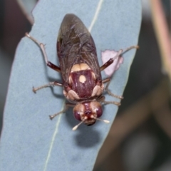 Pergagrapta polita at Hawker, ACT - 10 Mar 2019 01:52 PM