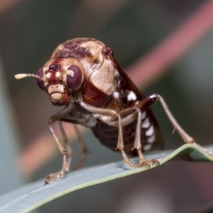 Pergagrapta polita at Hawker, ACT - 10 Mar 2019 01:52 PM