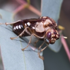 Pergagrapta polita at Hawker, ACT - 10 Mar 2019 01:52 PM