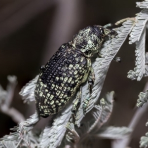 Chrysolopus spectabilis at Hawker, ACT - 10 Mar 2019